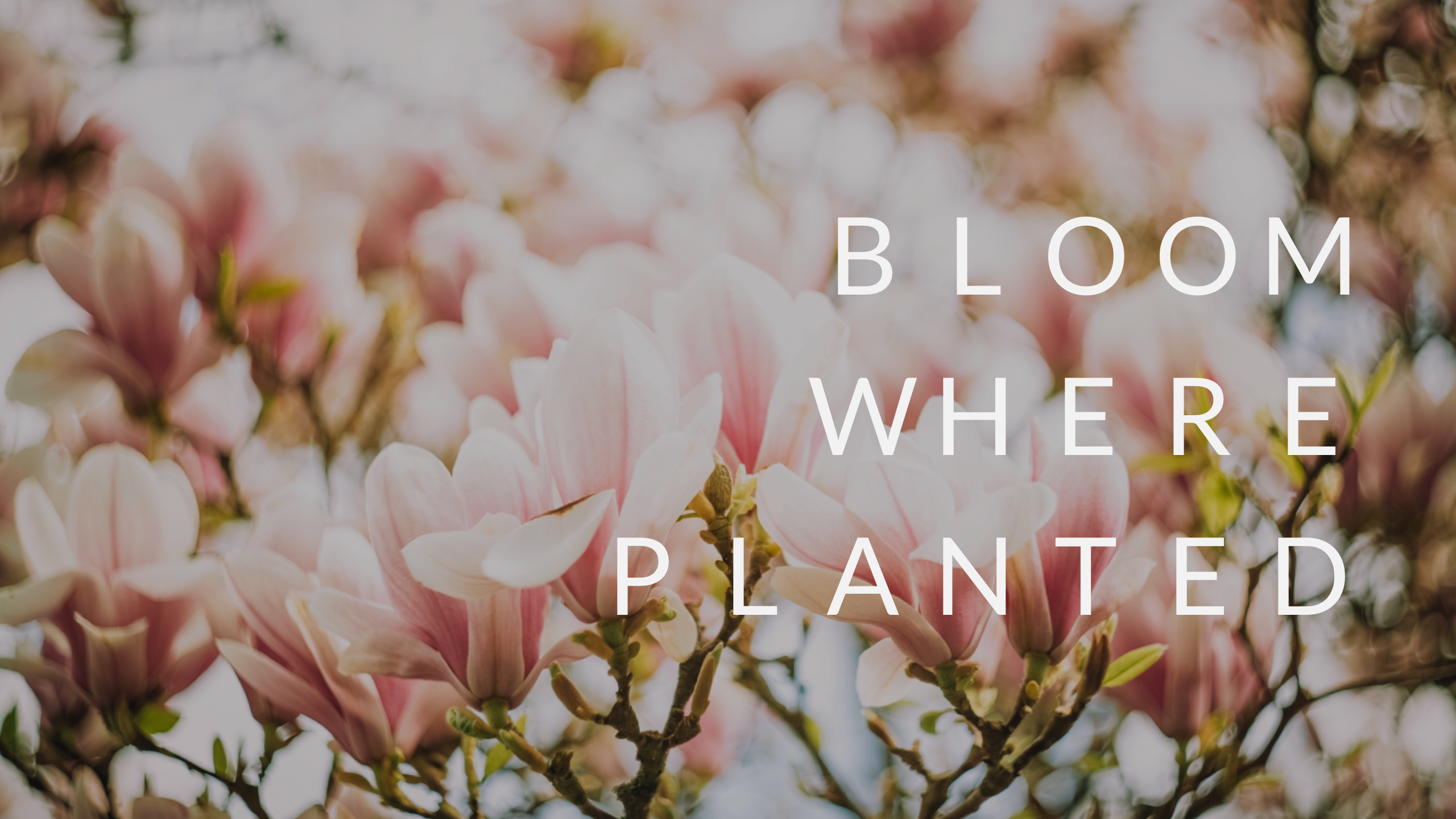 Bloom Where Planted Pt. 1